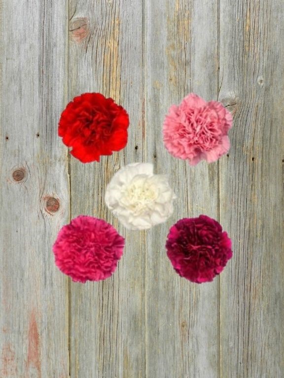 VALENTINE`S DAY 2026 ASSORTED COLORS CARNATIONS